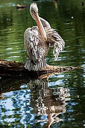 《魔法餐作室》发售日公布 新增Switch版本